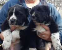 Карашка и Кайра