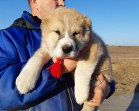 Жангир 2 месм
