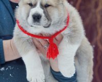 Жангир Айбар