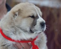 Жангир Айбар гол