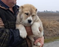 Жаньек2