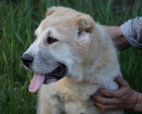 Жангир гол1 — копия