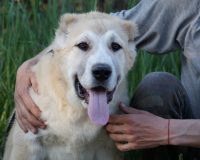 Жангир гол2 — копия