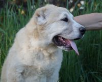 Жангир гол3 — копия