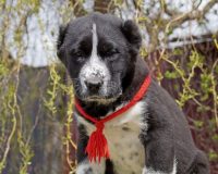 Карашка гол1