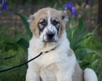 Куба гол лучш