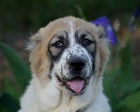 Куба гол лучш1