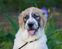 Куба гол лучш2