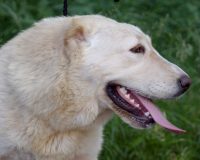 Ильсияр гол2