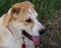 Нуджум гол1