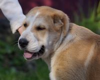 Нуджум гол1