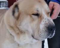 Имир гол мал1